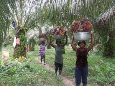 Women holding baskets of oil palm fruit above their heads