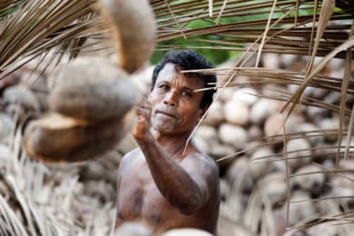 A man standing near a mound of coconuts