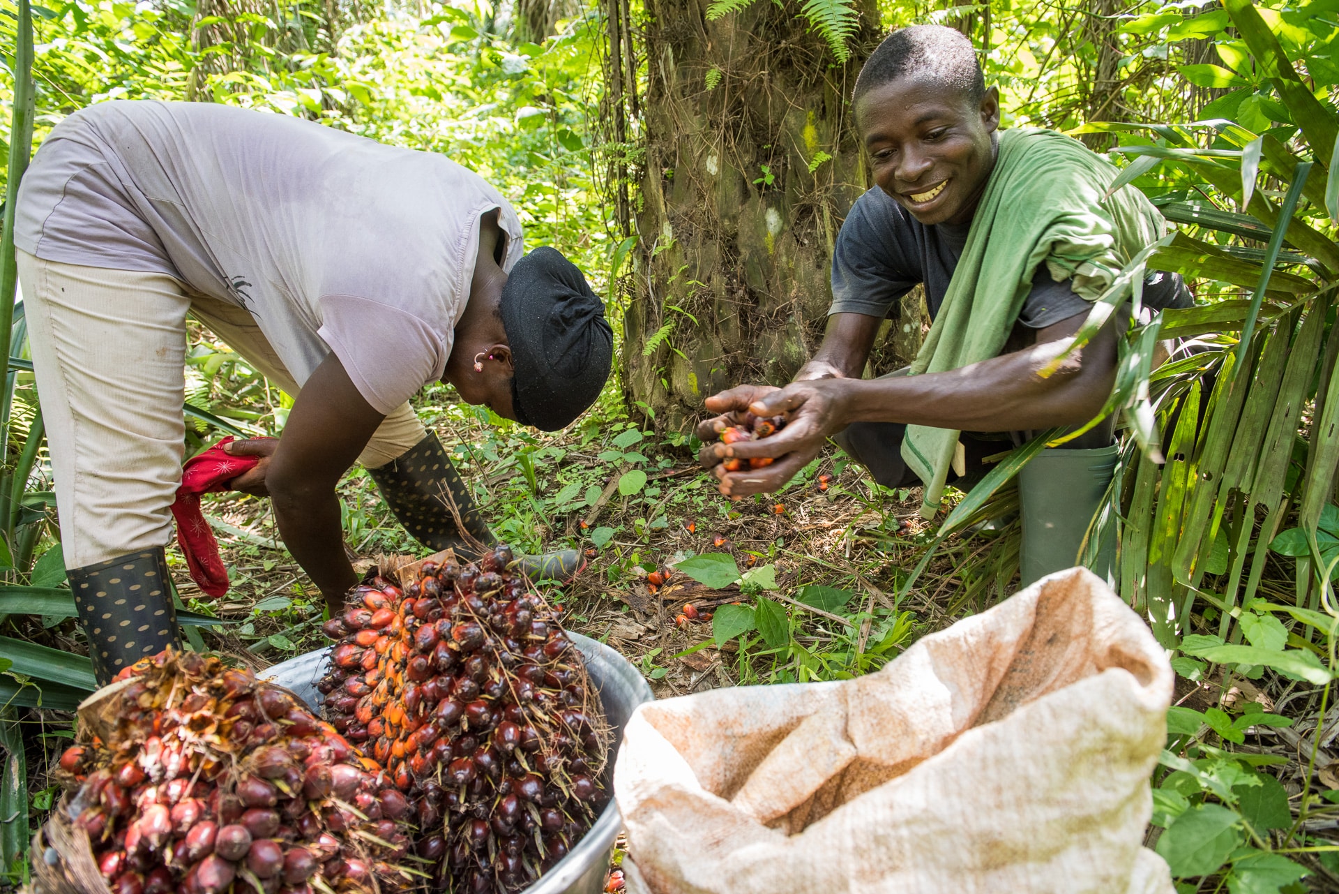 Two farmers harvesting oil palm fruit into a sack