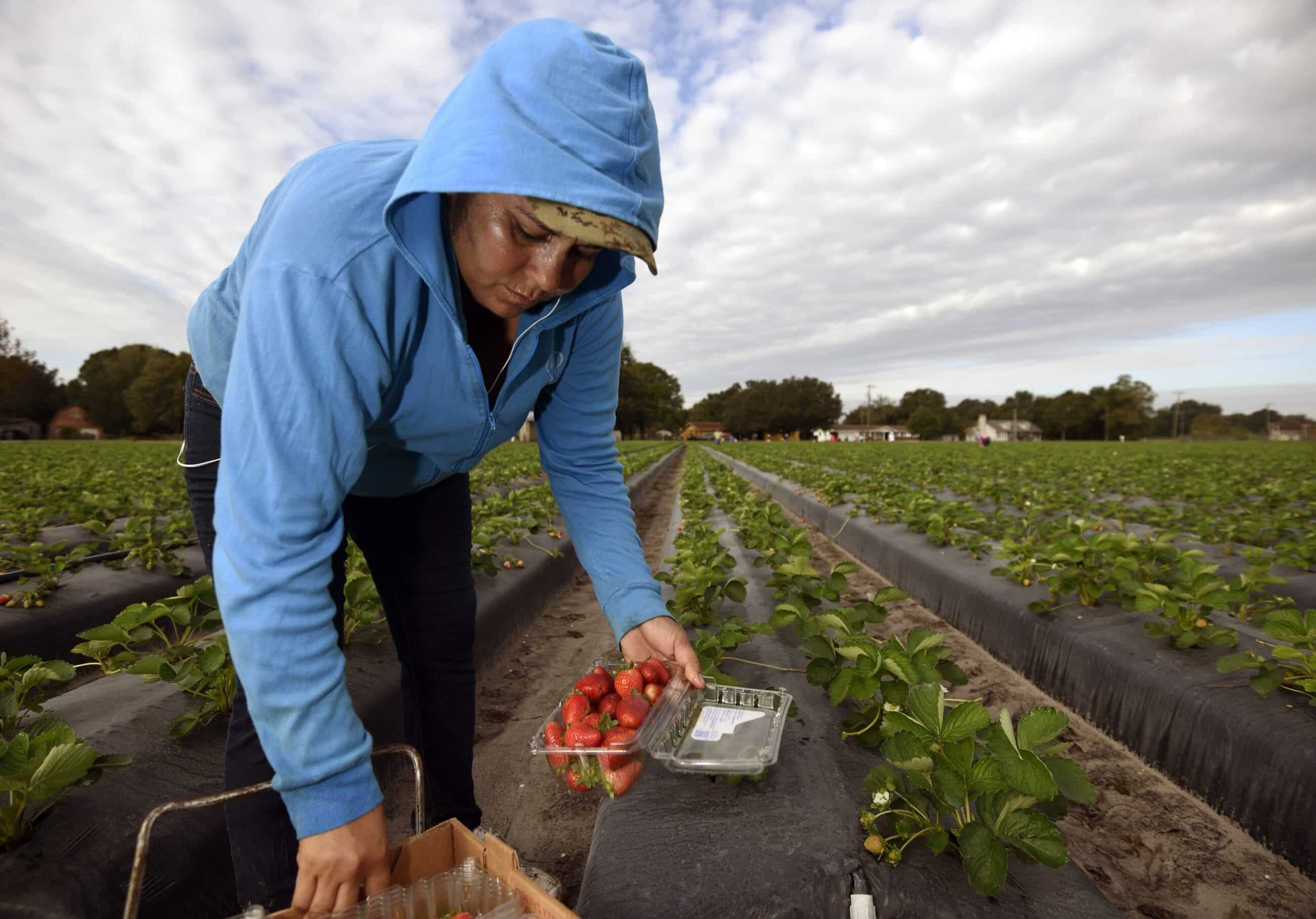 A farm worker harvesting strawberries