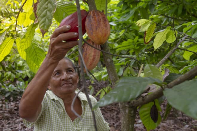 An old mature female latin america farmer picking up colorful cocoa pods in a cacao plantation greenhouse in Latin America.