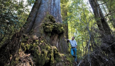 A man looking up at a giant tree in Tasmania