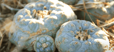 Heal Soul! Indigenous Peyote Conservation Initiative