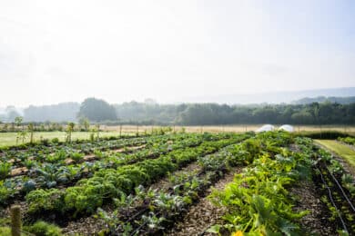 Photo of regenerative field